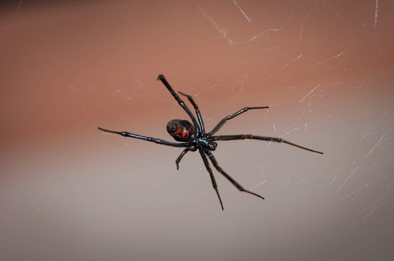 Close-up of a black widow spider on its web