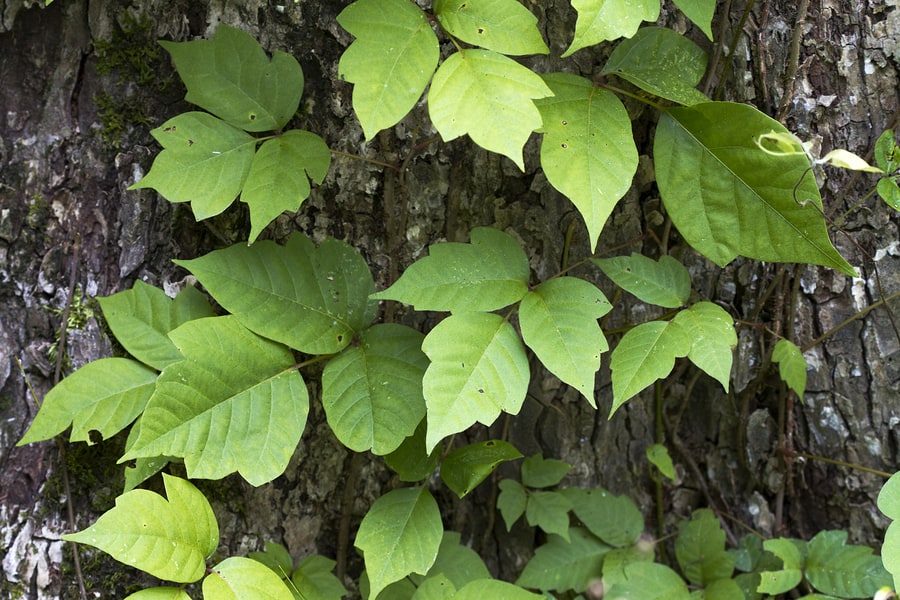 Poison ivy vine with green three-leaf clusters growing on tree bark