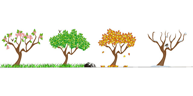Illustration of a tree progressing through the seasons from full green leaves to bare winter branches