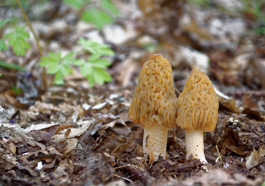Two morels mushrooms in the wood closeup