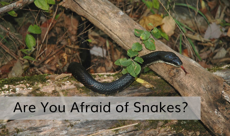 Black snake draped over a mossy log in a forest setting