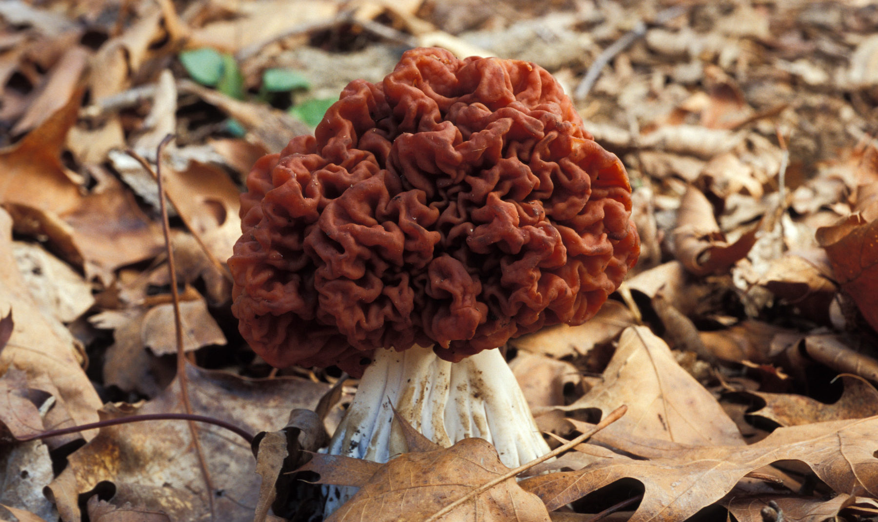 False morel mushroom with reddish-brown wrinkled cap growing among dry fallen leaves