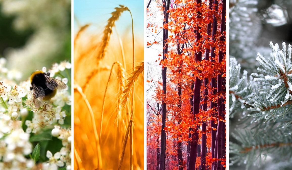 Four seasonal scenes side by side: a bumblebee on spring flowers, golden wheat stalks in summer, red-leafed trees in autumn, and frost-covered pine branches in winter