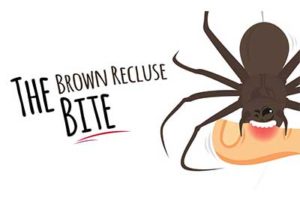 Illustration titled 'The Brown Recluse Bite' showing a cartoon brown recluse spider biting a person's skin.