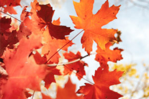 Colorful autumn maple leaves against a blue sky