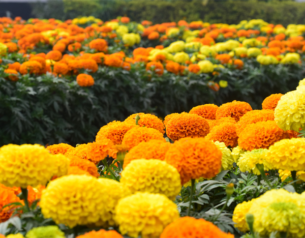 A field of orange and yellow marigold flowers in bloom.
