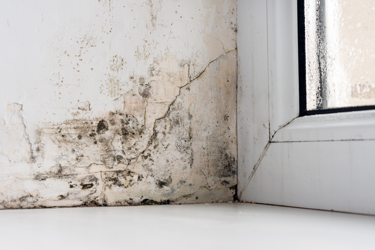 Black mold growing on a damp interior wall and window frame in a corner of a room.