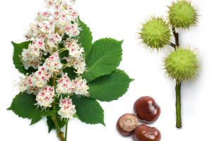 A close up image of the flowers, leaves, seed pods, and seeds of the horse chestnut tree on a white background.
