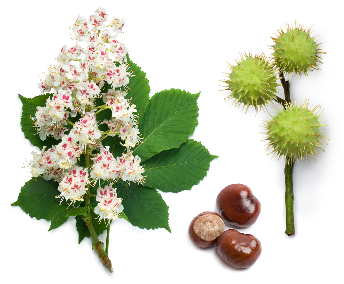 A close up image of the flowers, leaves, seed pods, and seeds of the horse chestnut tree on a white background.
