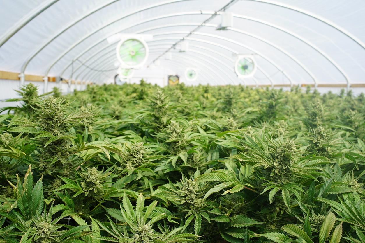 Rows of cannabis plants growing inside a commercial greenhouse.