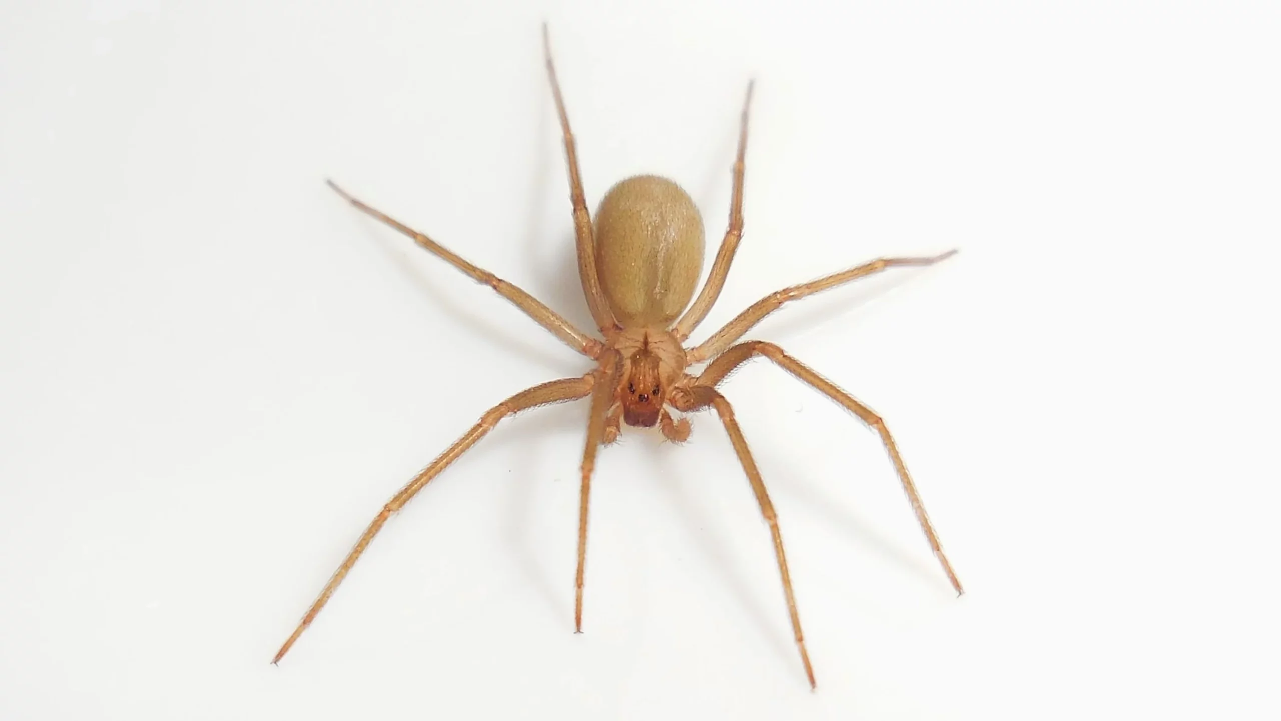 A brown recluse spider (Loxosceles reclusa) viewed from above, showing its light brown body, long thin legs, and the distinctive dark violin-shaped marking on its cephalothorax.