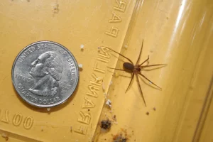 Brown recluse spider next to a US quarter coin on a yellow surface, showing the spider is somewhat smaller than the coin