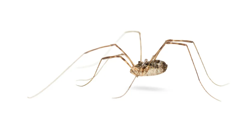 A daddy longlegs or harvestmen.