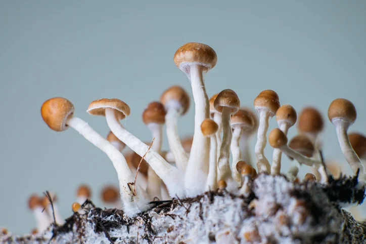 Magic mushrooms growing on a bed of soil.