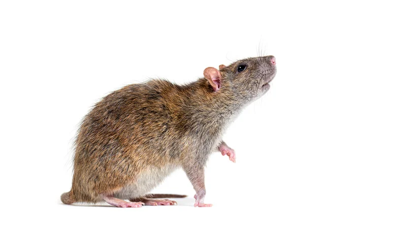 Brown rat standing on hind legs