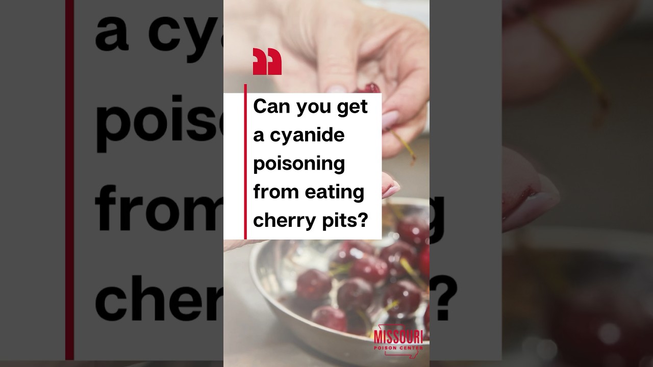 Metal bowl full of cherries with two human hands picking one cherry