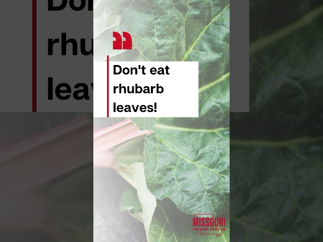 Bunch of rhubarb leaves