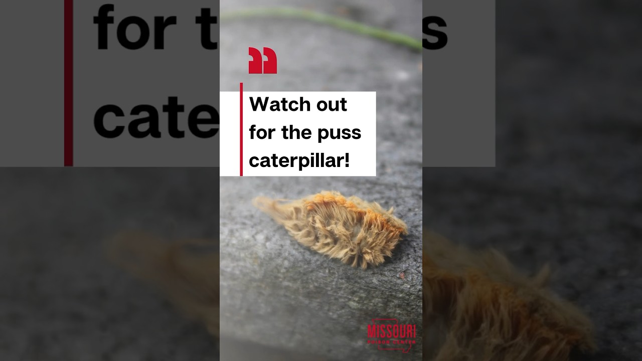 Yellow puss caterpillar over a gray floor