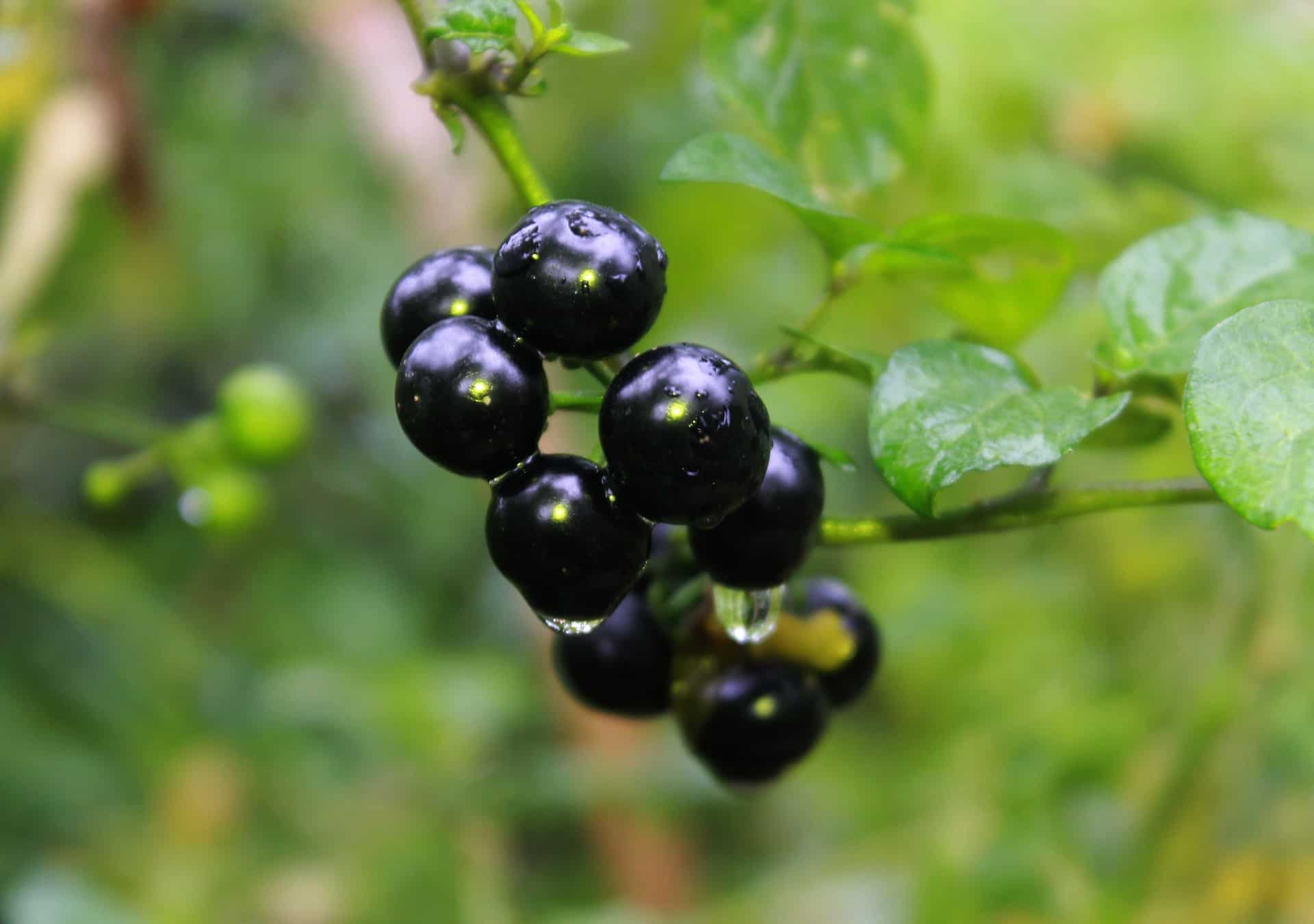 Nightshade — clusters of small dark purple-black berries on a vine with green leaves.