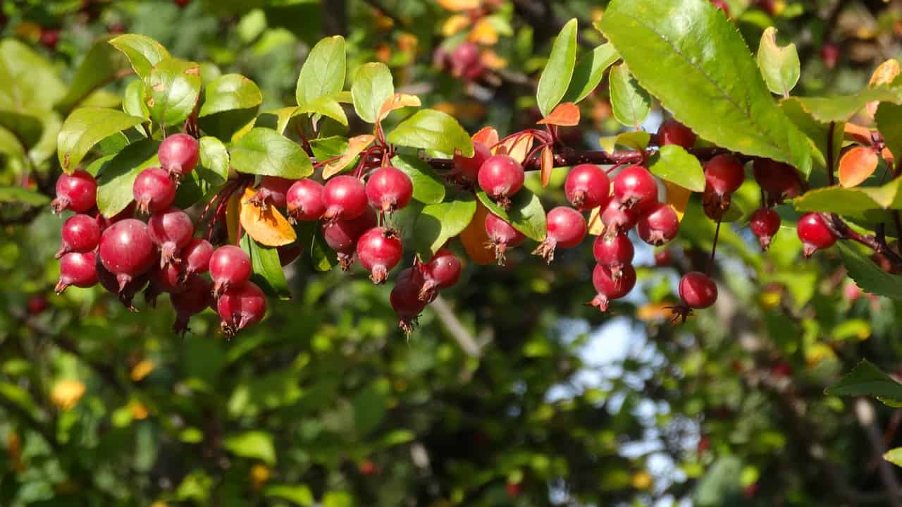 Crabapples — small red and yellow fruit growing on a tree branch.