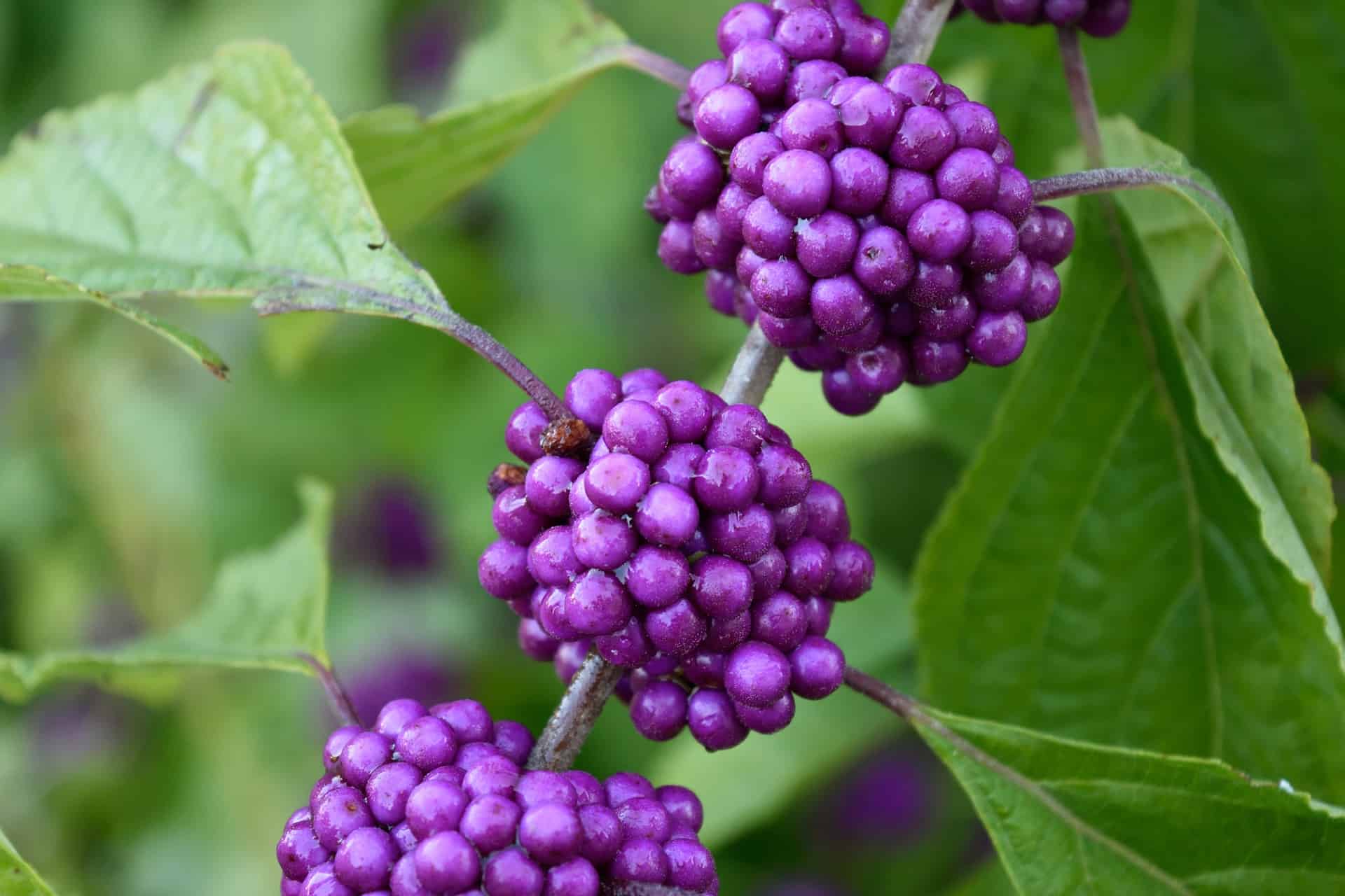 Buckbrush — tight clusters of firm lilac-purple berries on a green shrub.